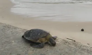 Imagem ilustrativa da imagem Tartaruga é encontrada morta na Praia das Flechas, em Niterói