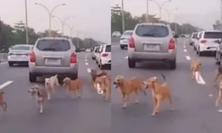 Imagem ilustrativa da imagem Vídeo: Linha Vermelha é 'invadida' por grupo de cães caramelo