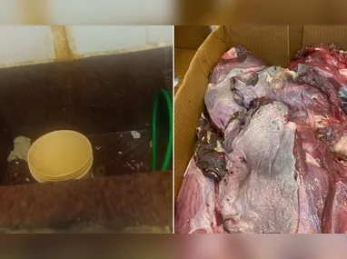 Rato gigante foi encontrado dentro do depósito do supermercado