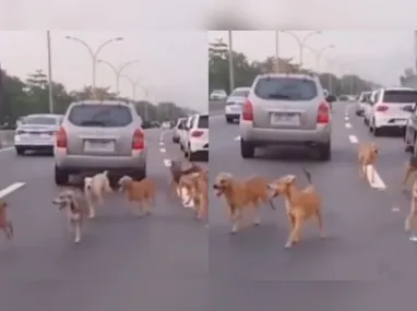 A cena, embora curiosa, também levanta questões sobre a segurança dos animais nas ruas