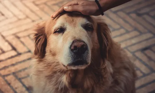 Diversos sinais indicam que um animal está envelhecendo