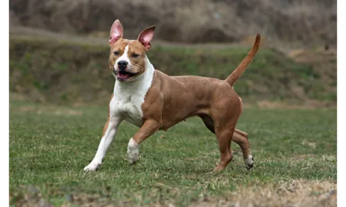 Idosa foi atacada por um cão da raça American Staffordshire