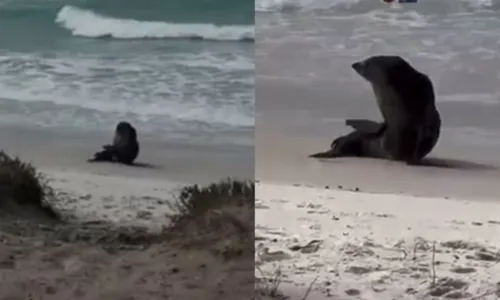 O mamífero marinho foi avistado por banhistas em Cabo Frio