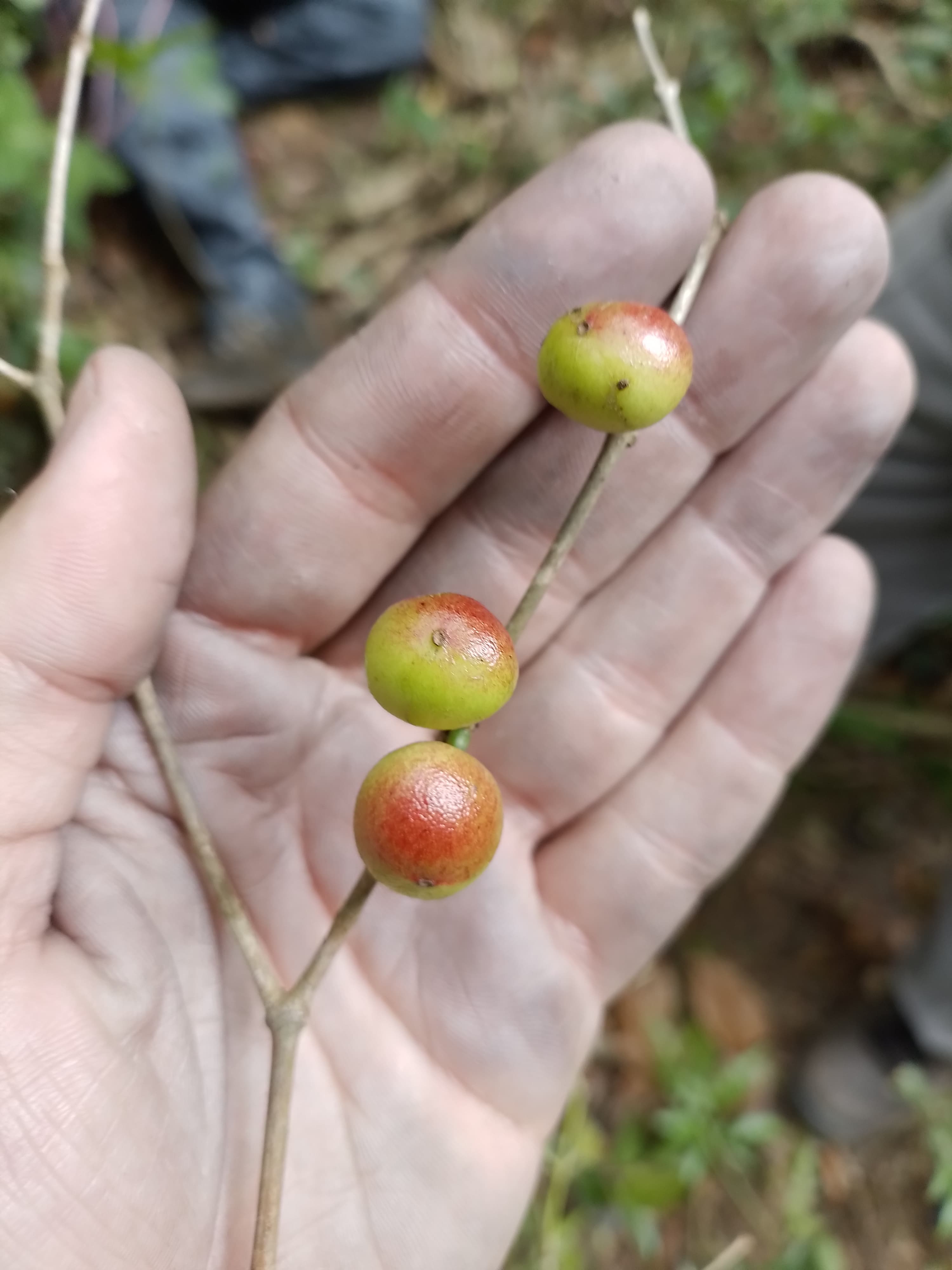 Descoberta árvore que só Maricá tem em todo o mundo