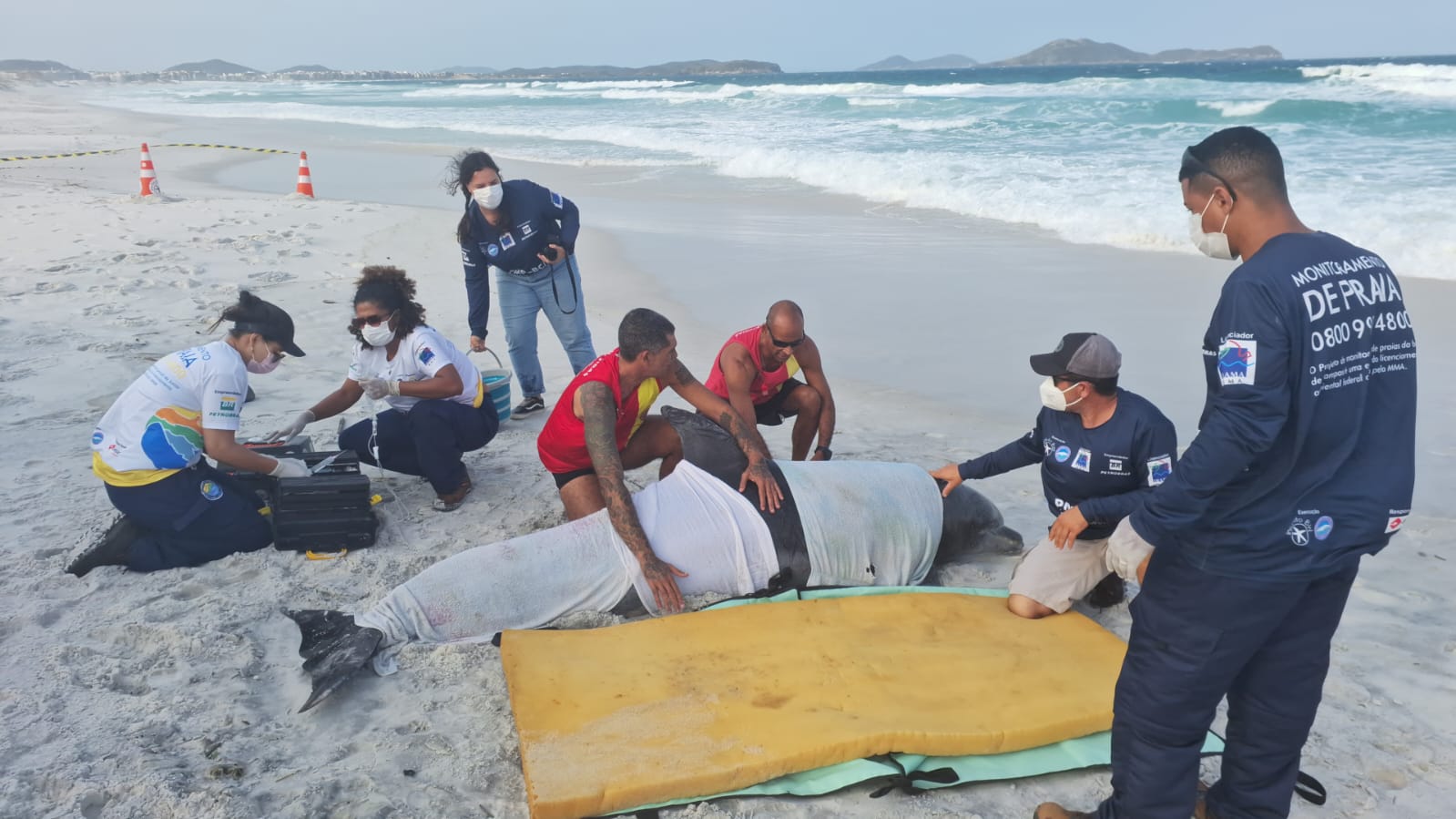 Golfinho encalhado em praia de Cabo Frio mobiliza guarda-vidas