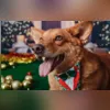 O documento é único e intransferível e acompanhará o animal por toda sua vida
