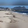 Imagem ilustrativa da imagem 'Chuva de tanajuras' intriga moradores de Niterói