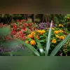Imagem ilustrativa da imagem Guia rápido: como ter flores e plantas saudáveis em qualquer espaço