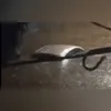 Lexa anunciou a morte de sua bebê nesta segunda (10)