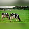 Imagem ilustrativa da imagem Homem tenta violentar vaca e morre após levar coice