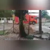 Árvores caíram em decorrência dos ventos fortes