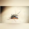 Imagem ilustrativa da imagem Rio registra primeira morte por dengue em 2025