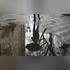Animal foi adotado pela família