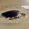 Imagem ilustrativa da imagem Tartaruga resgatada em Niterói volta ao mar após cinco meses