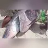 Imagem ilustrativa da imagem Tubarão filhote aparece morto em praia na Região dos Lagos