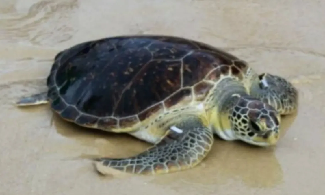 Tartaruga Resgatada Em Niterói Volta Ao Mar Após Cinco Meses 