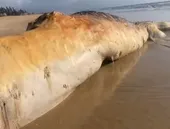 Baleia-jubarte é achada morta em praia de Cabo Frio