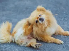 Cuidados com pulgas e carrapatos no verão: proteção para os pets