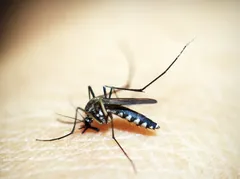 Rio registra primeira morte por dengue em 2025