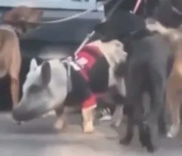 'Porco flamenguista' é levado para passear com 10 cães; vídeo