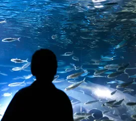 Aquário com peixes amazônicos perto de sair do papel em Maricá