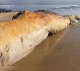 Baleia-jubarte é achada morta em praia de Cabo Frio