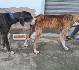 Chocante! Cães idosos e desnutridos são resgatados no Rio