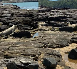 Elefante marinho tira 'férias' em praia da Região dos Lagos