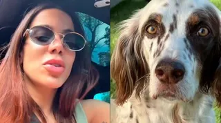 Imagem ilustrativa da imagem Anitta caça cachorro perdido pelas ruas do Rio: 'Nem dormi direito'