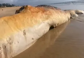 Imagem ilustrativa da imagem Baleia-jubarte é achada morta em praia de Cabo Frio