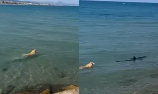 Imagem ilustrativa da imagem Cachorro pula no mar e 'persegue' tubarão; vídeo mostra desespero