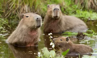 Imagem ilustrativa da imagem Capivaras são encontradas mortas a tiros na Zona Oeste do Rio