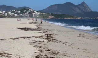 Imagem ilustrativa da imagem 'Chuva de tanajuras' intriga moradores de Niterói