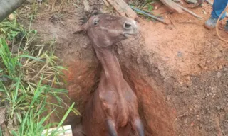 Imagem ilustrativa da imagem Égua é resgatada de fossa com ajuda de moradores e bombeiros