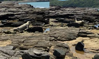 Imagem ilustrativa da imagem Elefante marinho tira 'férias' em praia da Região dos Lagos