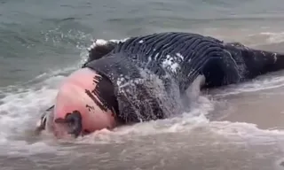 Imagem ilustrativa da imagem Filhote de baleia é encontrado morto em praia na Barra