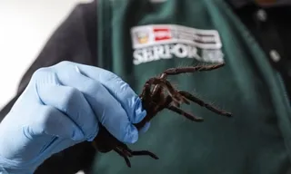 Imagem ilustrativa da imagem Homem é preso em aeroporto com 300 tarântulas no corpo