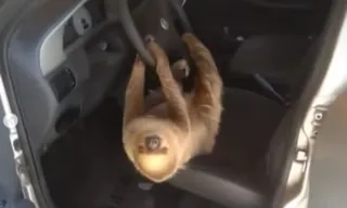 Imagem ilustrativa da imagem Motorista dá de cara com bicho-preguiça no volante de carro; vídeo