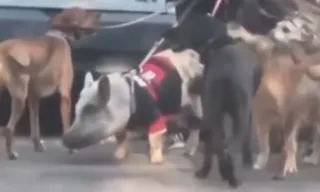 Imagem ilustrativa da imagem 'Porco flamenguista' é levado para passear com 10 cães; vídeo