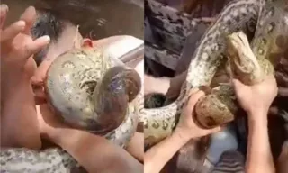 Imagem ilustrativa da imagem Vídeo: homem morde 'anaconda' para salvar crianças no Pará