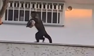 Imagem ilustrativa da imagem Vídeo: macaco-prego invade apartamento e furta bolo no Rio