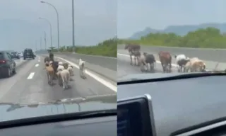 Imagem ilustrativa da imagem Vídeo: vaca é flagrada 'puxando o bonde' na Linha Vermelha