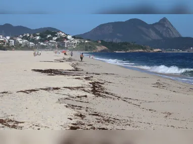 Imagem ilustrativa da imagem 'Chuva de tanajuras' intriga moradores de Niterói