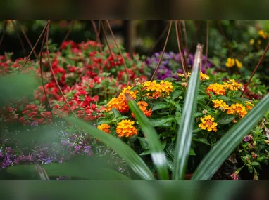 Imagem ilustrativa da imagem Guia rápido: como ter flores e plantas saudáveis em qualquer espaço