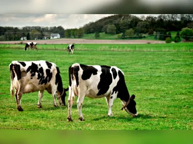 Imagem ilustrativa da imagem Homem tenta violentar vaca e morre após levar coice