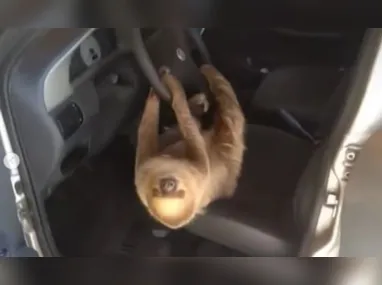 Imagem ilustrativa da imagem Motorista dá de cara com bicho-preguiça no volante de carro; vídeo