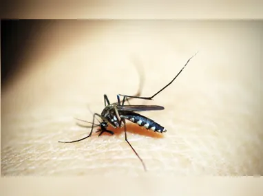 Imagem ilustrativa da imagem Rio registra primeira morte por dengue em 2025