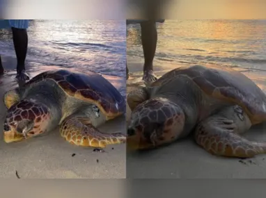 Imagem ilustrativa da imagem Tartaruga é encontrada morta em praia de Niterói