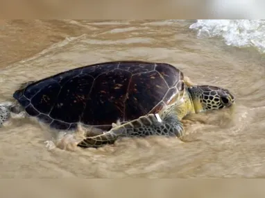 Imagem ilustrativa da imagem Tartaruga resgatada em Niterói volta ao mar após cinco meses