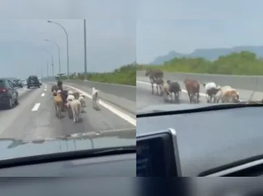 A cena, embora curiosa, também levanta questões sobre a segurança dos animais nas ruas